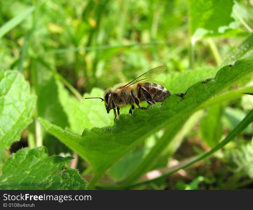 Bee for leaf early morning in summer.