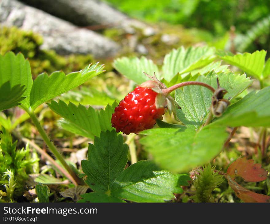 Mature Strawverry red color in wood in summer. Mature Strawverry red color in wood in summer.