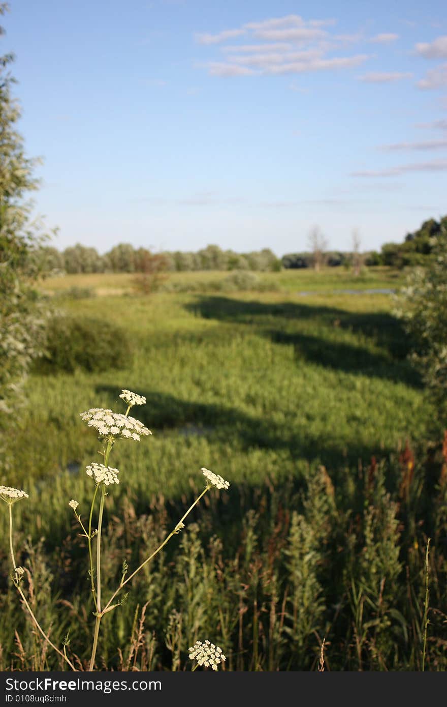 Russian Field