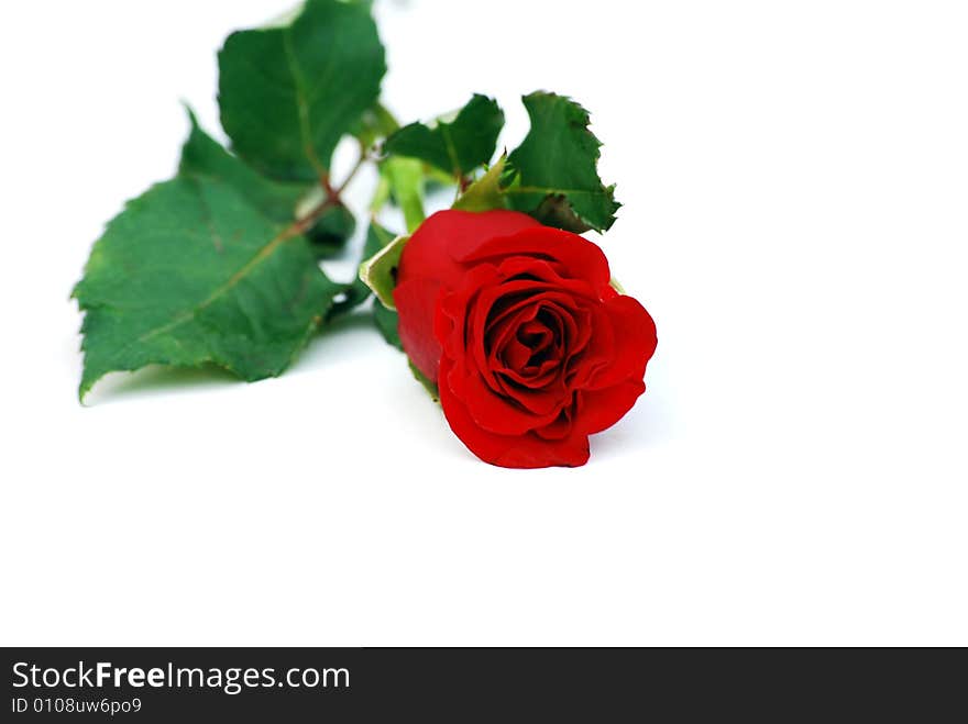 A shot of a red rose isolated on white