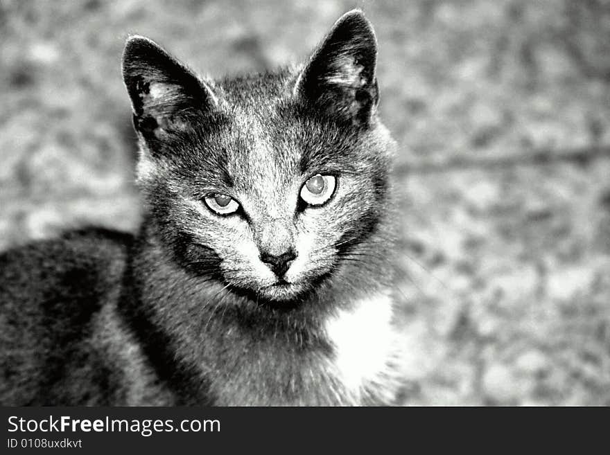 Grey drawing cat with wild looking