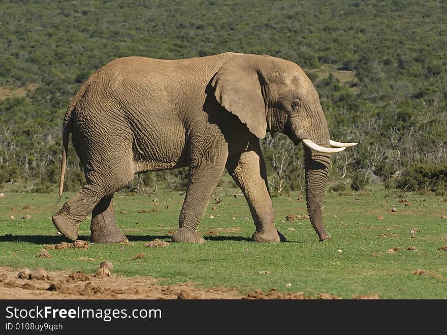 A bull Elephant leaves the river after drinking. A bull Elephant leaves the river after drinking