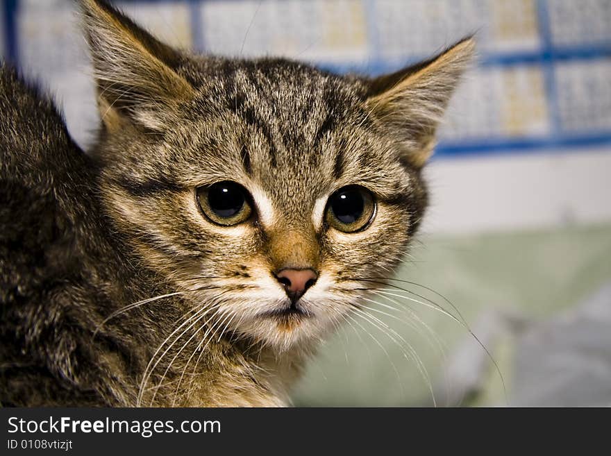 Small kitten with pretty eyes