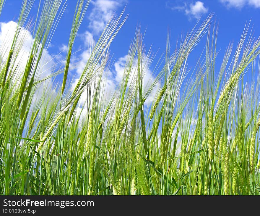 Green barley