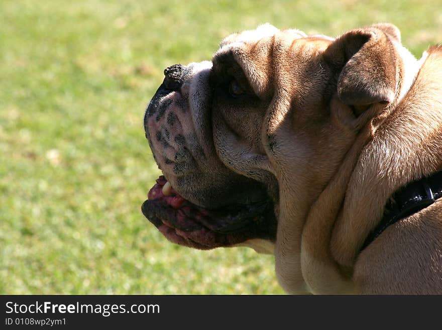 Bulldog enjoying the sun in the park. Bulldog enjoying the sun in the park