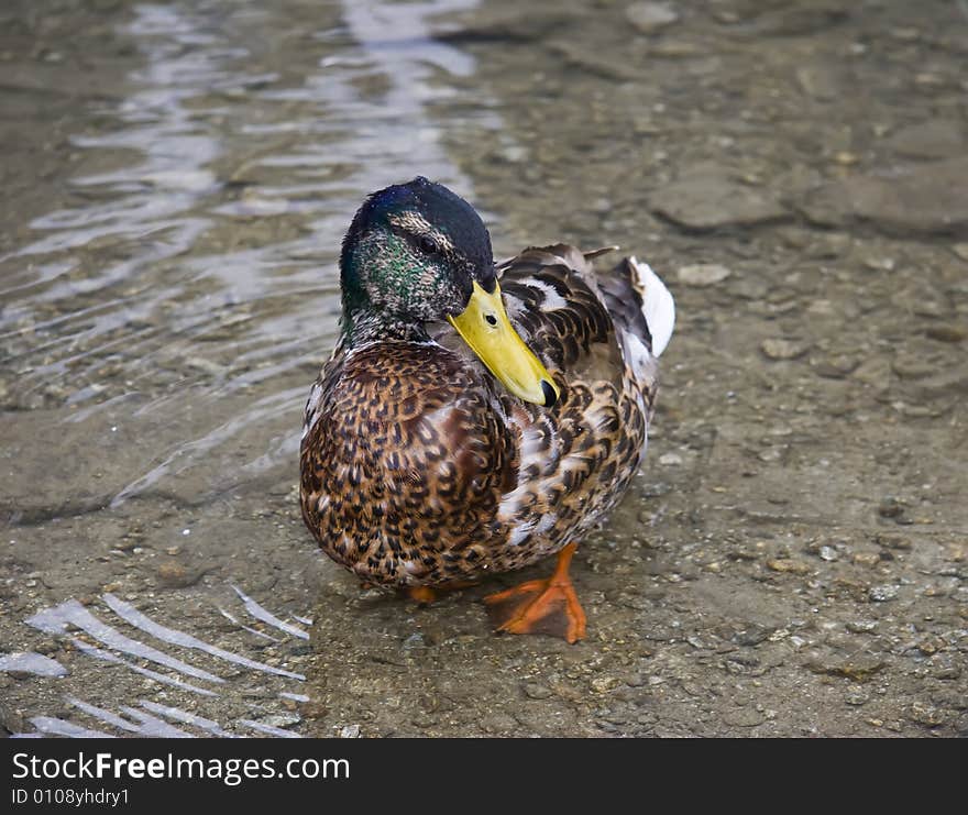 Brown duck in fresh cold water. Brown duck in fresh cold water