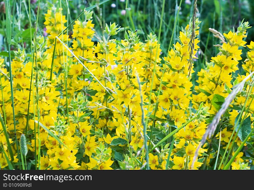 Yellow flowers