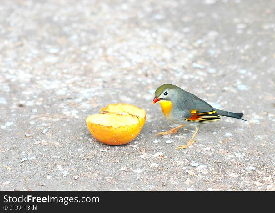 The bird eating an apple in a garden