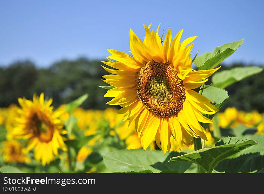 Sunflower