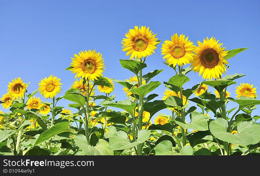 Sunflowers on a blue sky