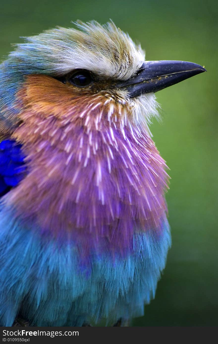 European roller