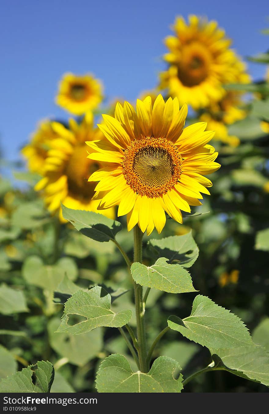 Sunflower