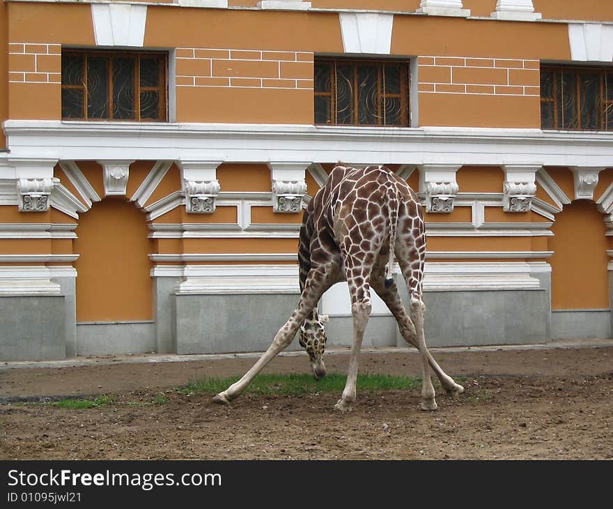 Animal giraffe nature zoo zoological gardens