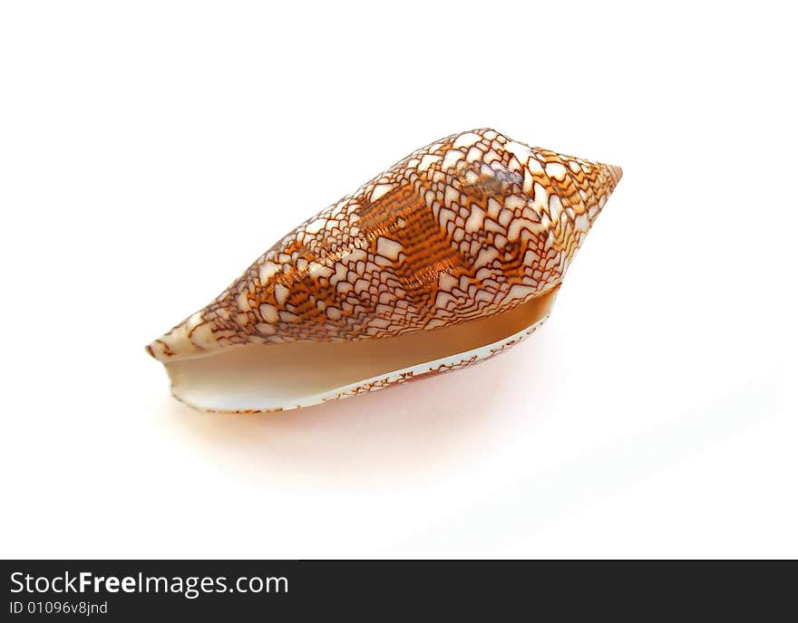 Small sea shell on white background