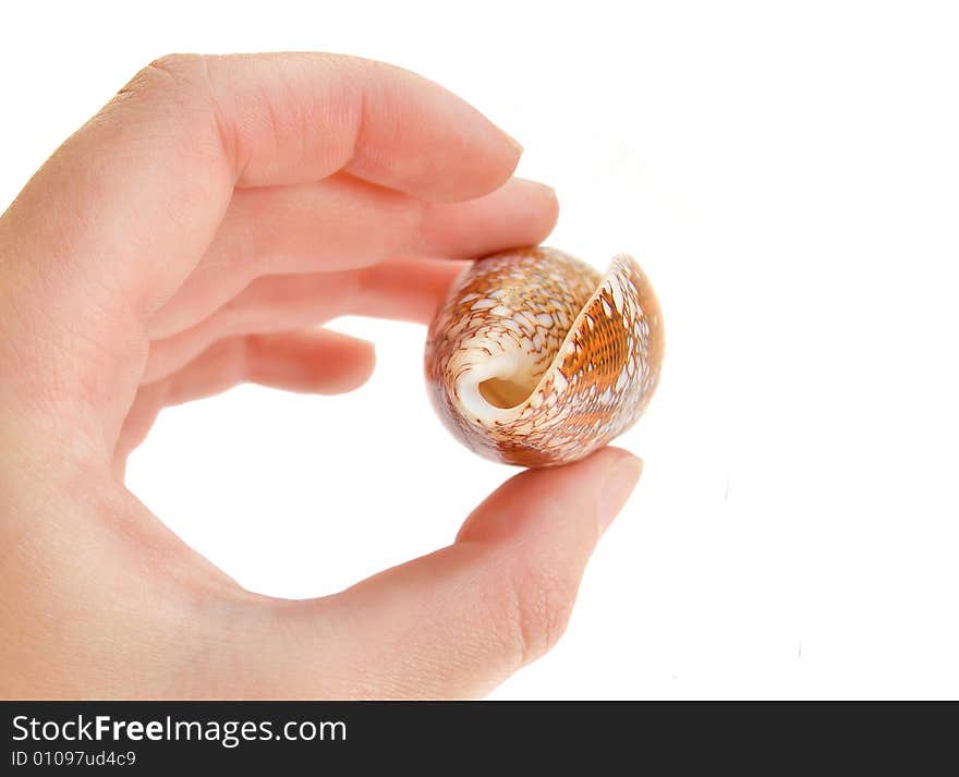 Woman hand and orange sea shell isolated on white background. Woman hand and orange sea shell isolated on white background.