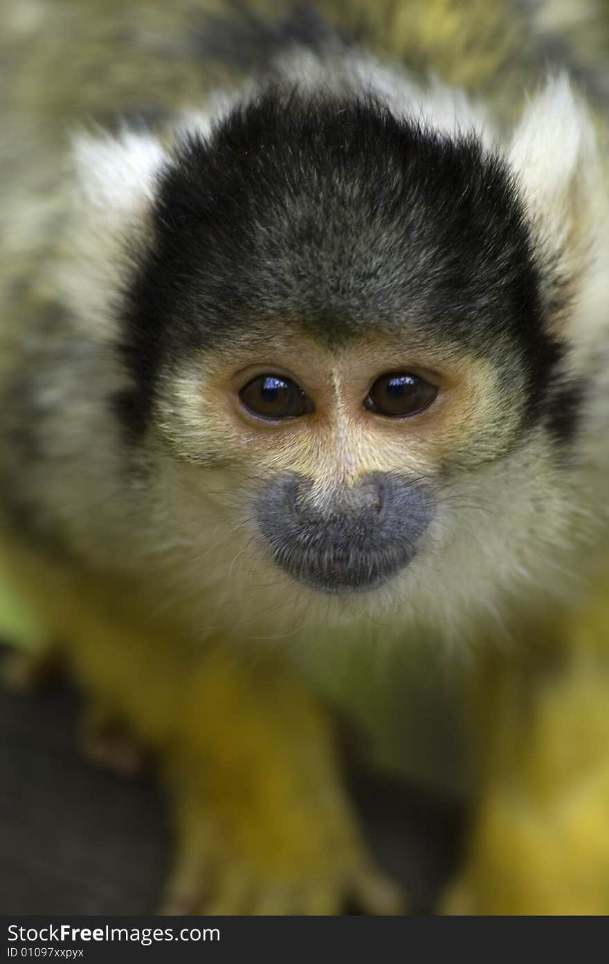 Squirrel monkey