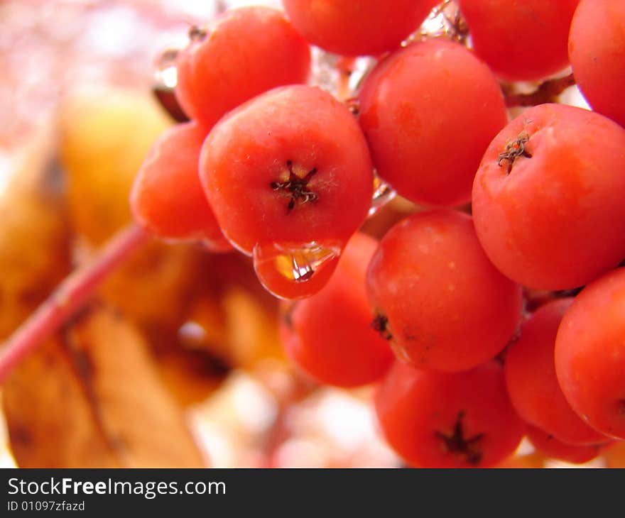 Rowanberry