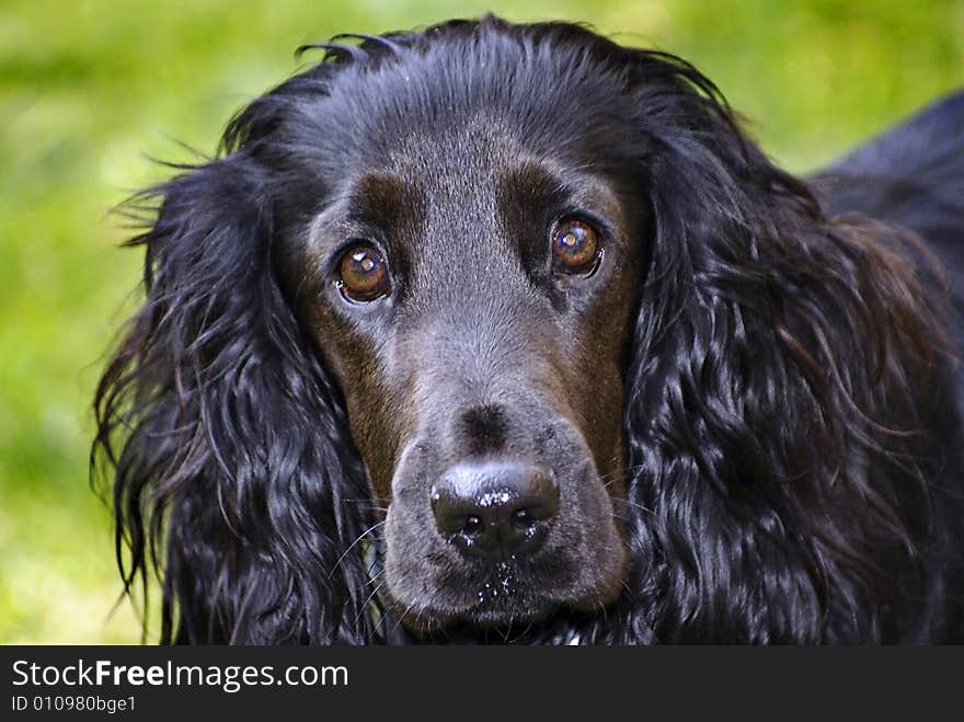 A close up - head shot - of a beautiful Black Spaniel. His name is Bailey. A close up - head shot - of a beautiful Black Spaniel. His name is Bailey