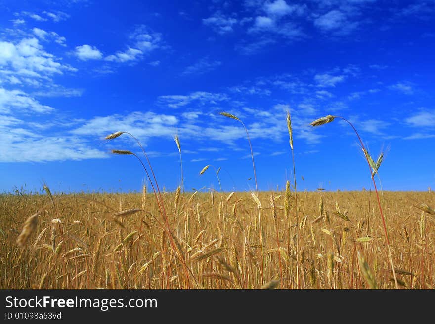 Golden field under blue