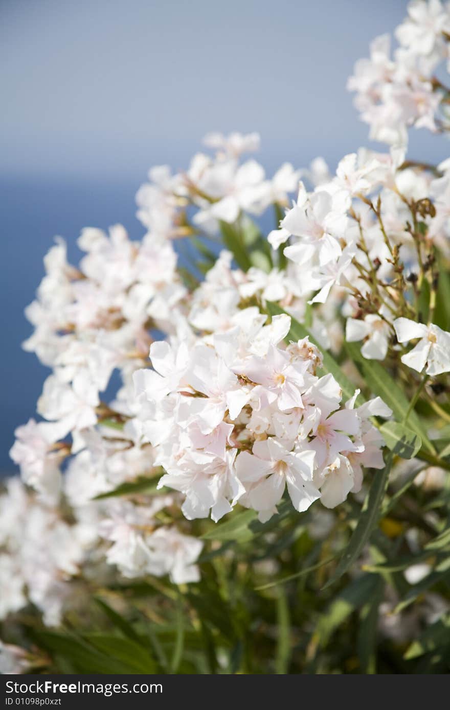 White flowers with blue sky