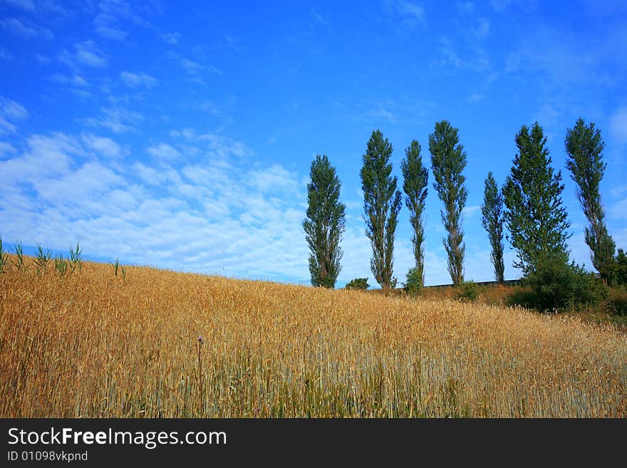 Golden field