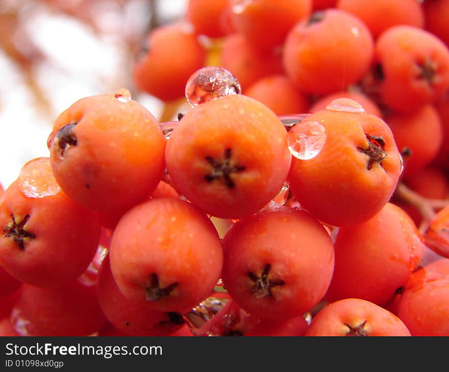 Rowanberry