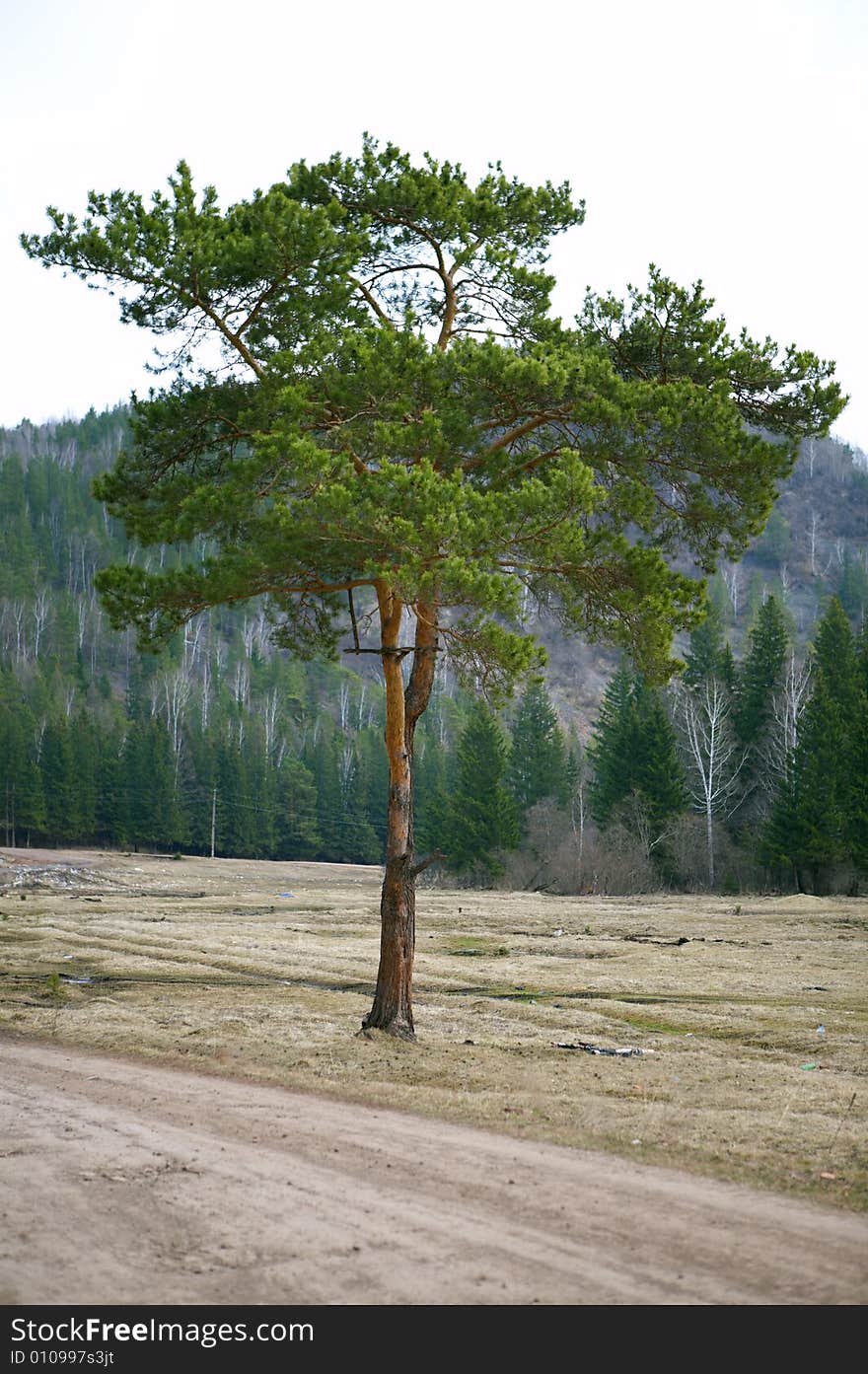 Alone tree on road and mountain