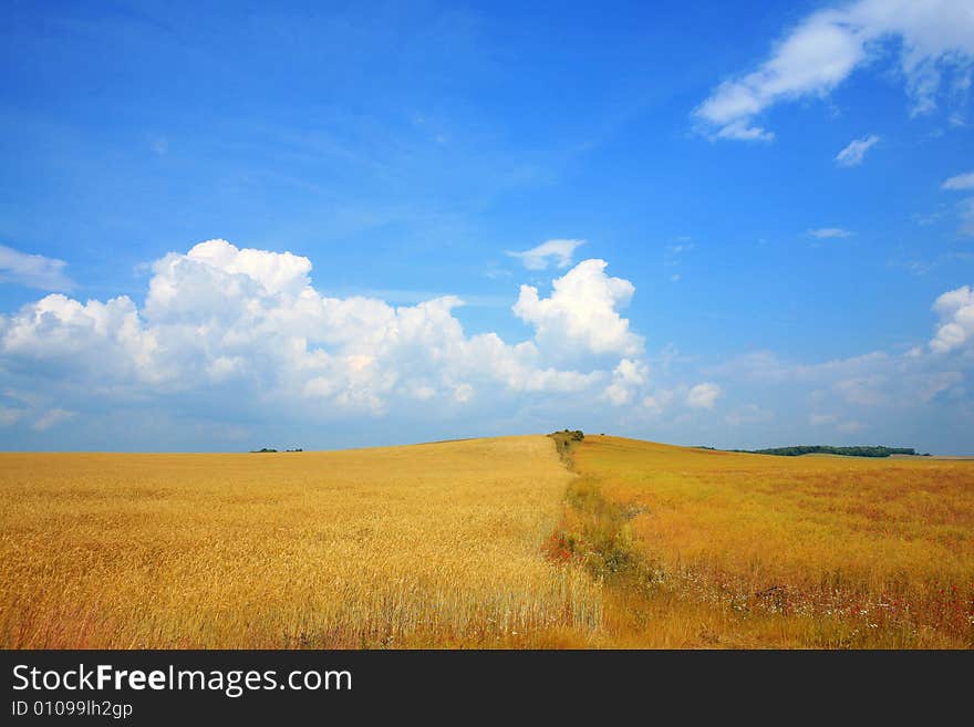 Golden rye