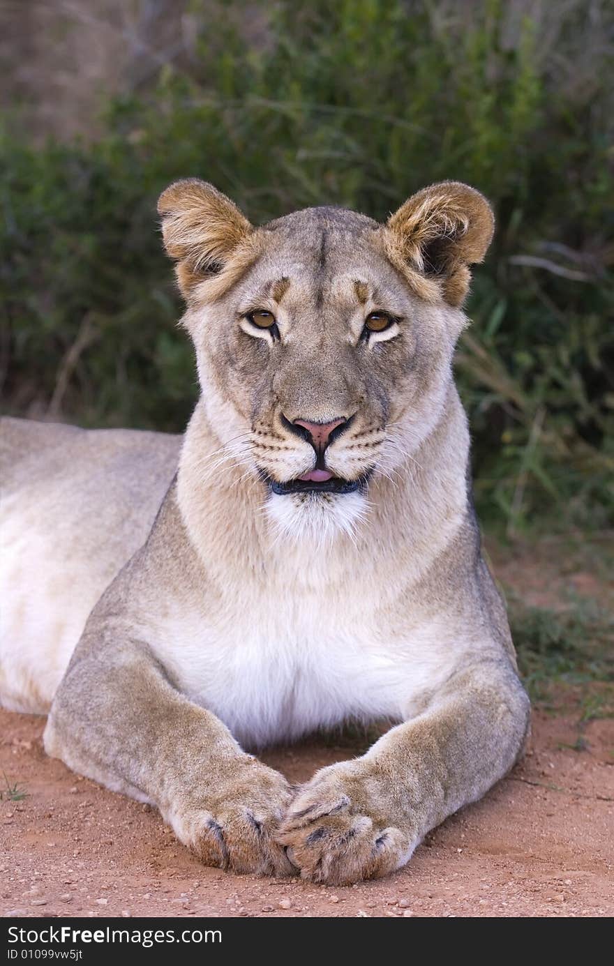 Cheeky lioness