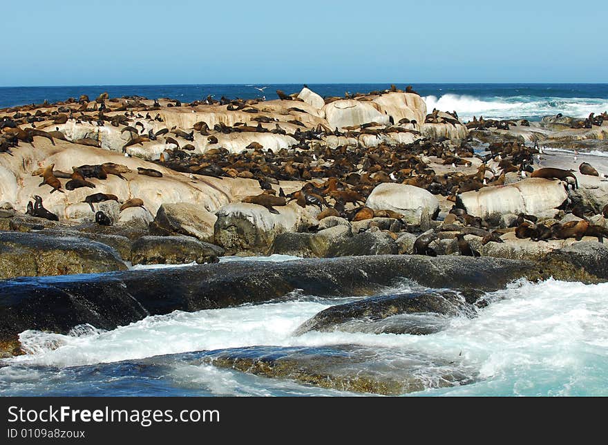 Breeding-ground of fur seal near Cahetown. Breeding-ground of fur seal near Cahetown