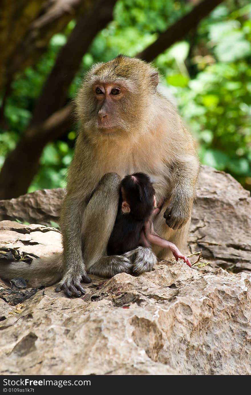 Monkey with baby sitting on the stones, Thailand