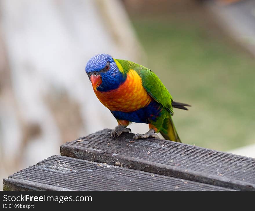 This little rainbow lorikeet just stoped bye to see what's going on. This little rainbow lorikeet just stoped bye to see what's going on