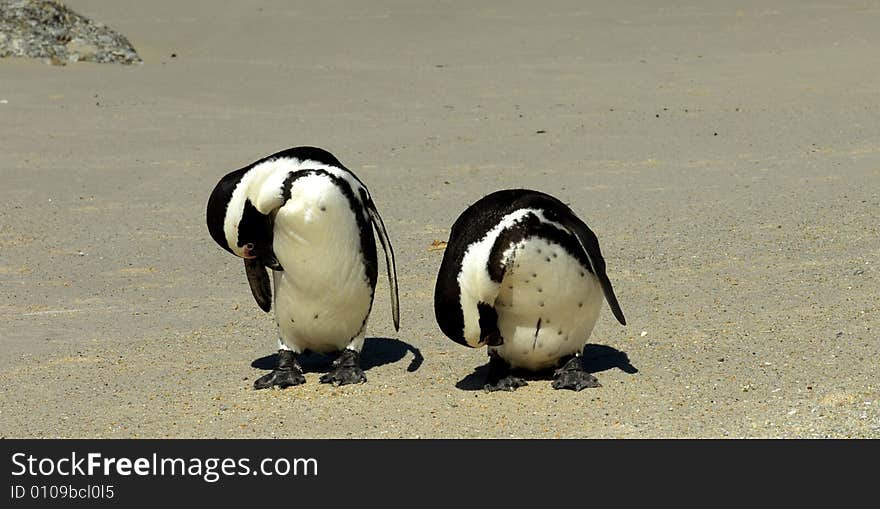 Two penguins on beach near Capetown