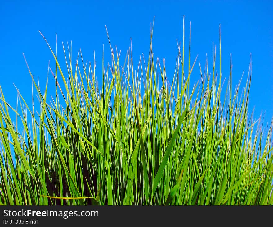 Green grass and blue sky