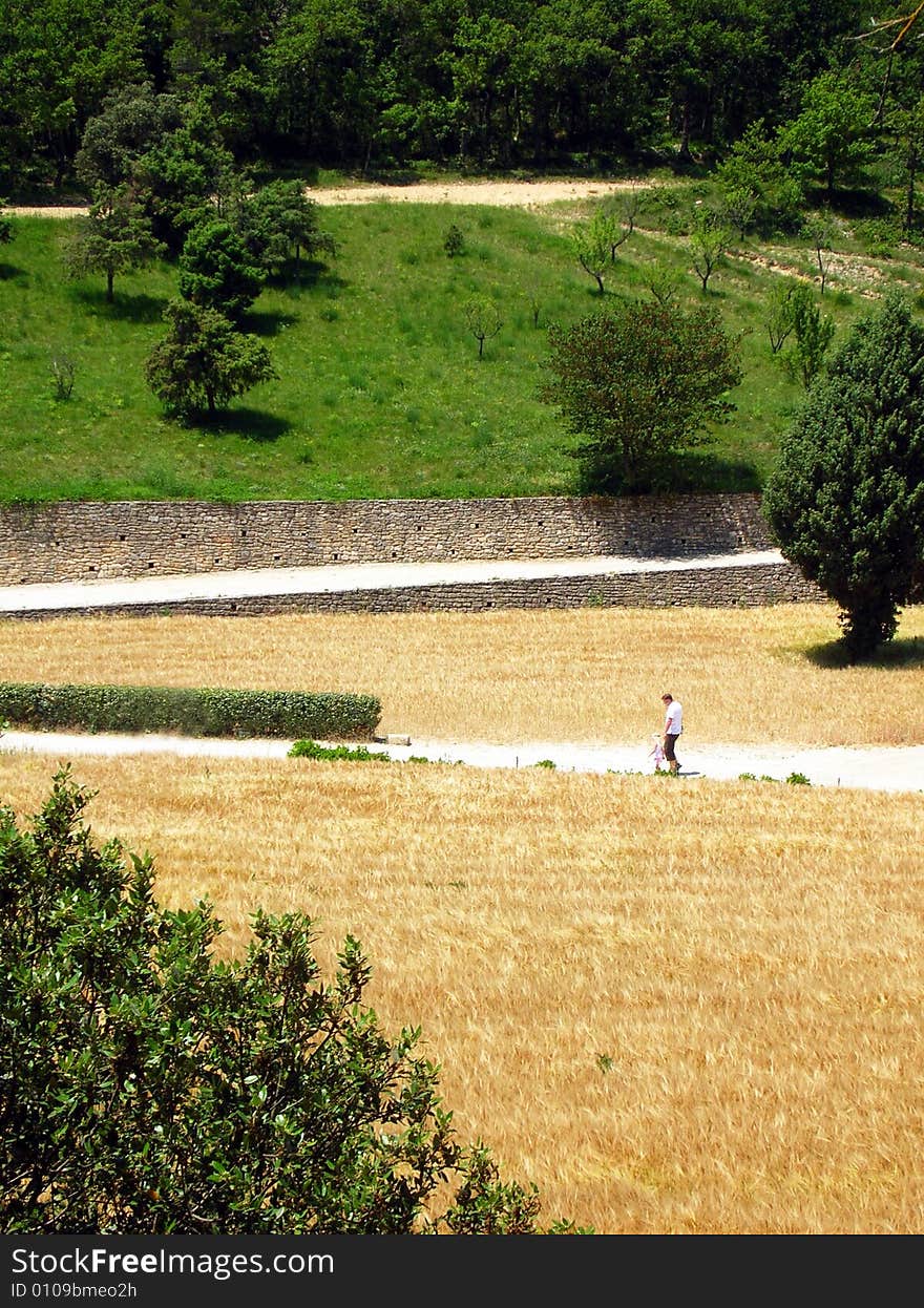 A walking man in a barley field - in Provence - south France. A walking man in a barley field - in Provence - south France