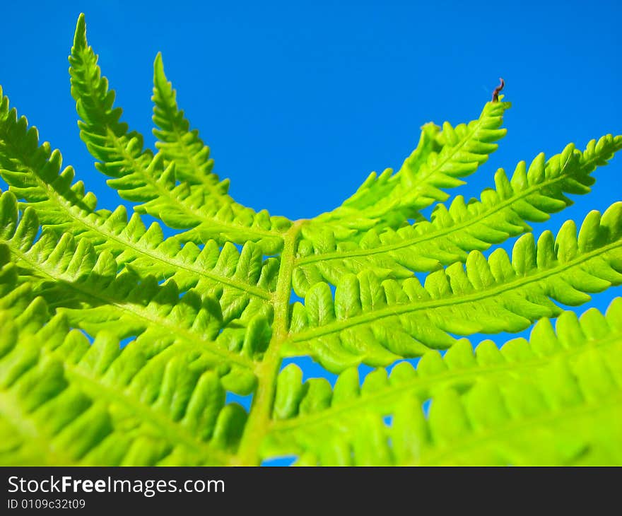 Close up fern leaves and blue sky