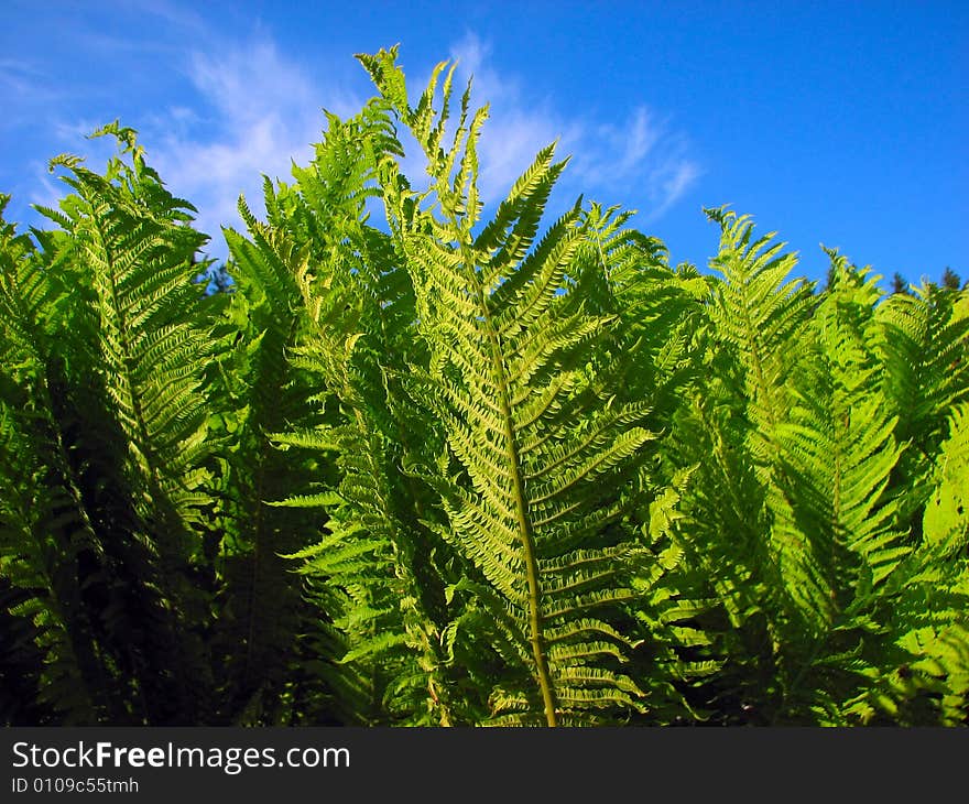 Fern