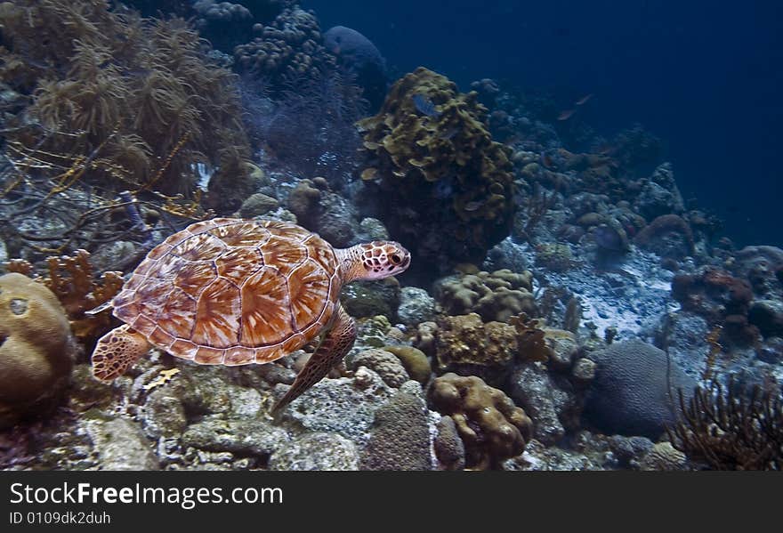 Green Turtle swimming in open watyer accross the coral reef