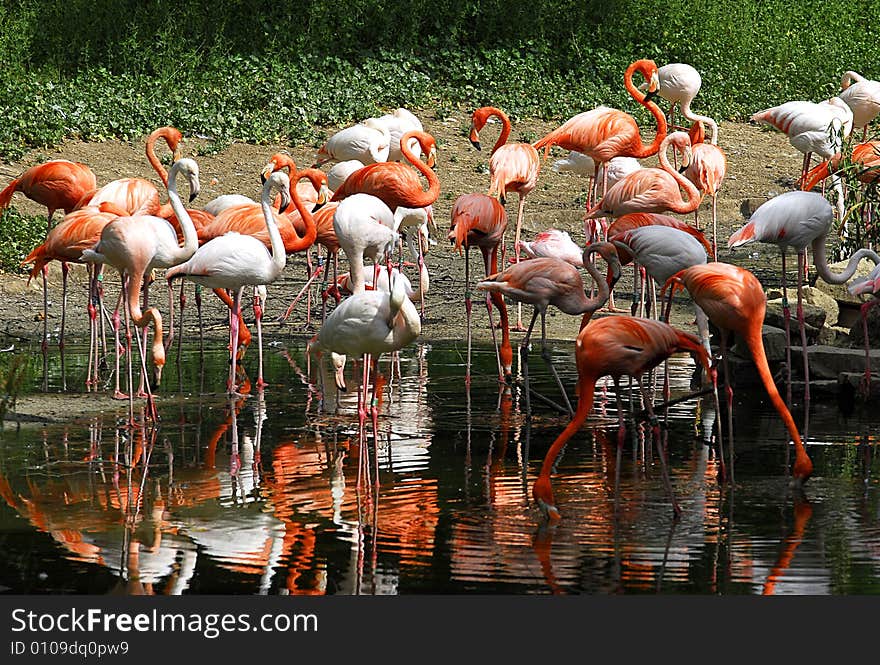 A view of a group of pink flamingo wandering by the lake