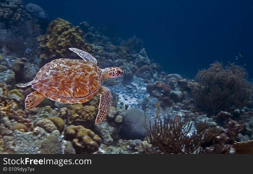 Green Turtle swimming in open watyer accross the coral reef