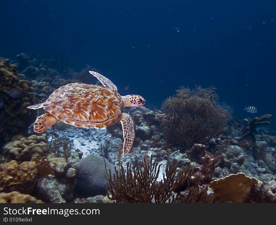 Green Turtle swimming in open watyer accross the coral reef