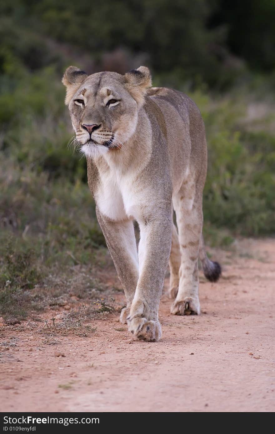 The young Lioness lining up her next meal. The young Lioness lining up her next meal