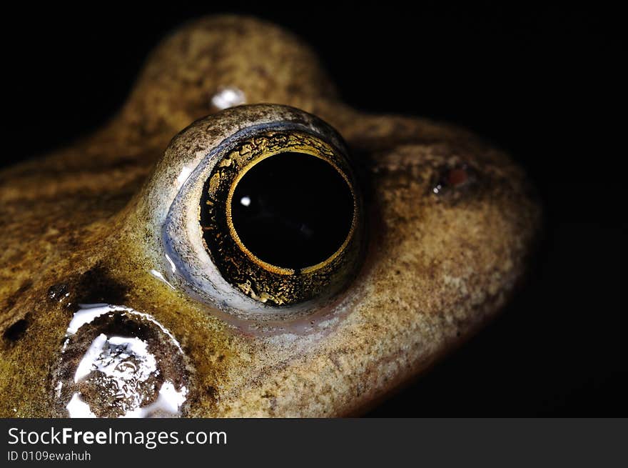 Macro shot of head and eye of common frog (rana temporaria)