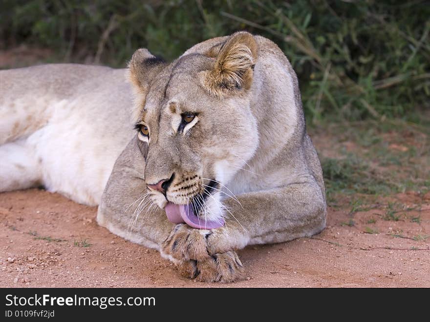 The cleaning Lioness looks up at the sound of the camera. The cleaning Lioness looks up at the sound of the camera