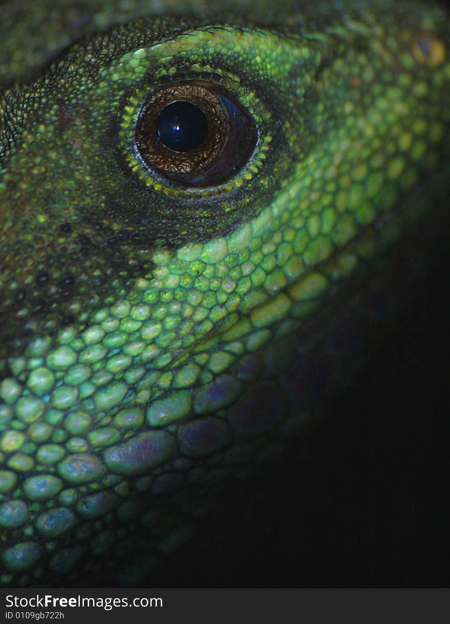 Up close to a water dragons eye