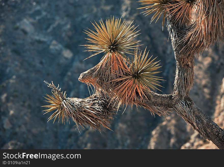 Joshua Tree Detail Infrared