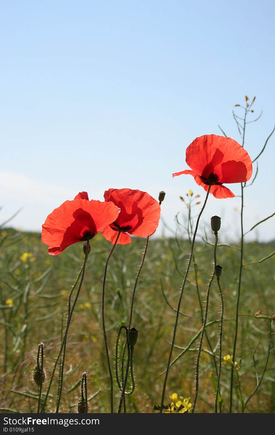 Shining red poppies in the background.