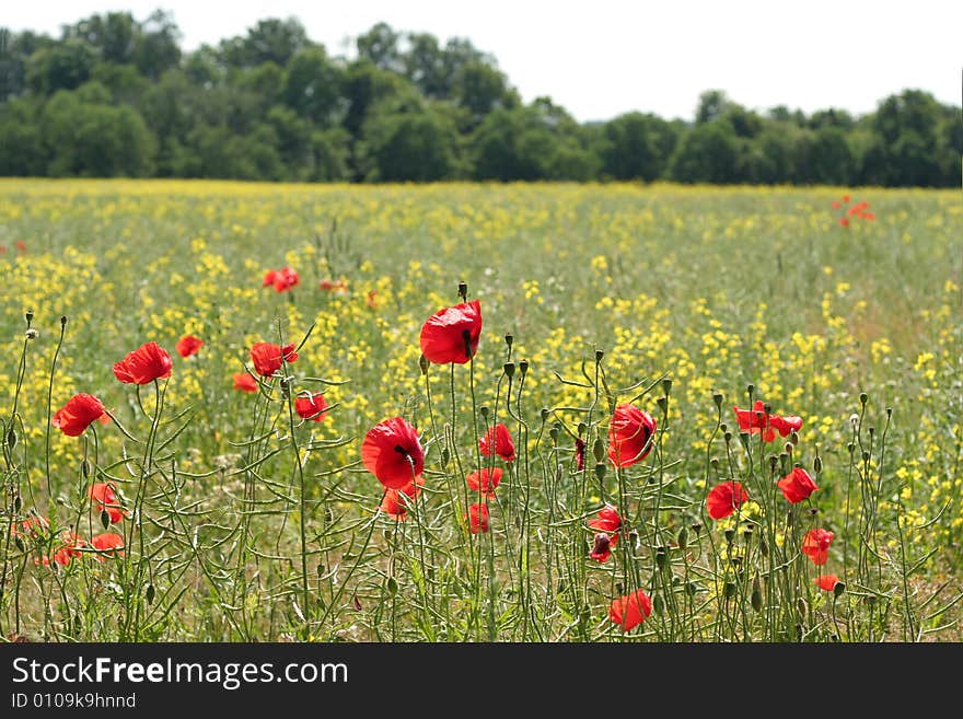 Shining red poppies in the background.