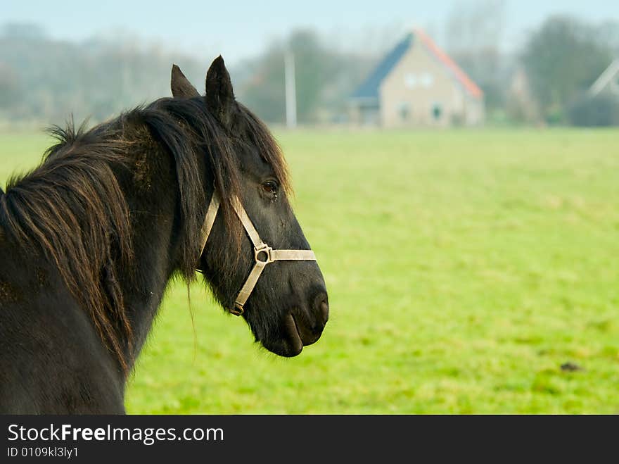 Beautiful horse in spring on farmland