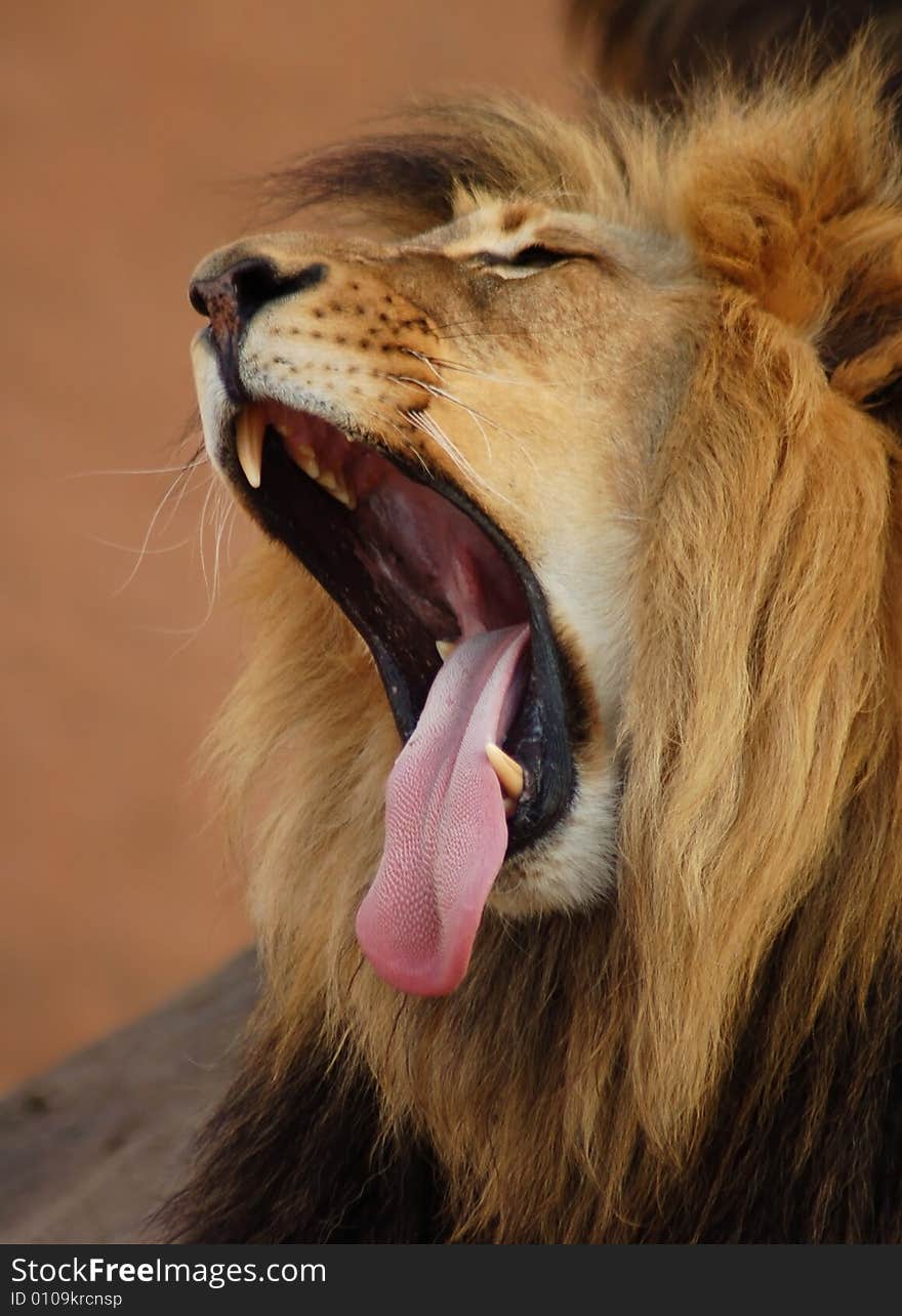 A male African lion yawning.